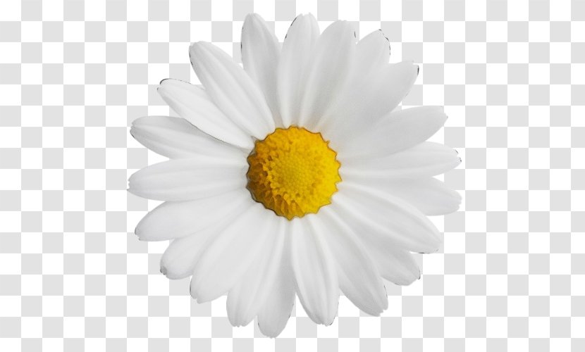 Common Daisy Clip Art Image Vector Graphics - Petal - Mayweed Transparent PNG