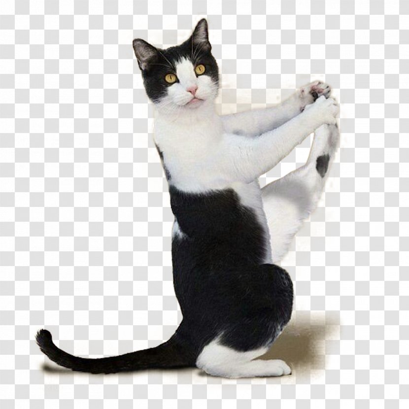 Yoga Cats: The Purrfect Workout Kitten Dogs - Cat - Material Map Transparent PNG