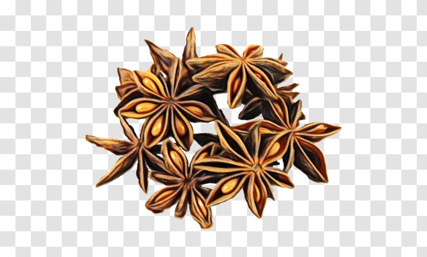 Star Anise Plant Spice Flower - Wet Ink - Herb Transparent PNG