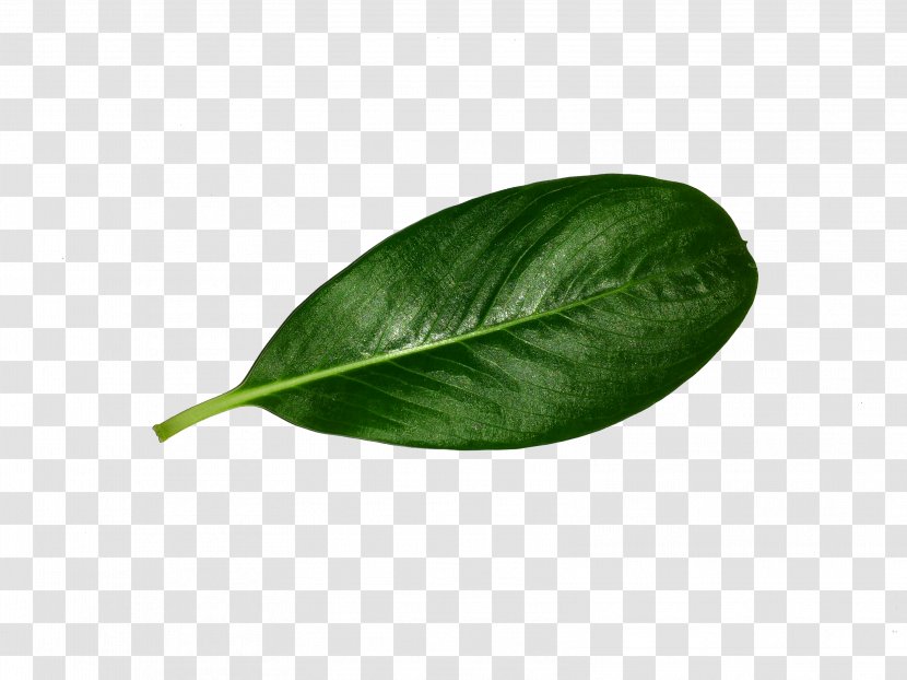 Leaf - Plant Transparent PNG