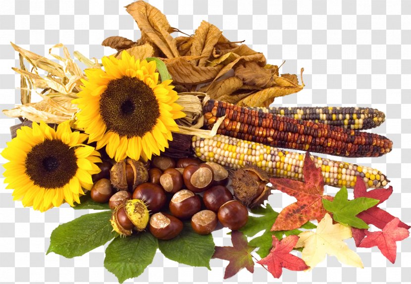 Conkers Autumn Leaf Color - Vegetarian Food Transparent PNG