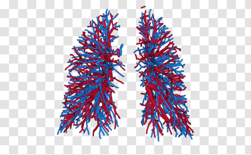 Lung Pulmonary Artery Vein Blood Vessel - Frame - Cartoon Transparent PNG