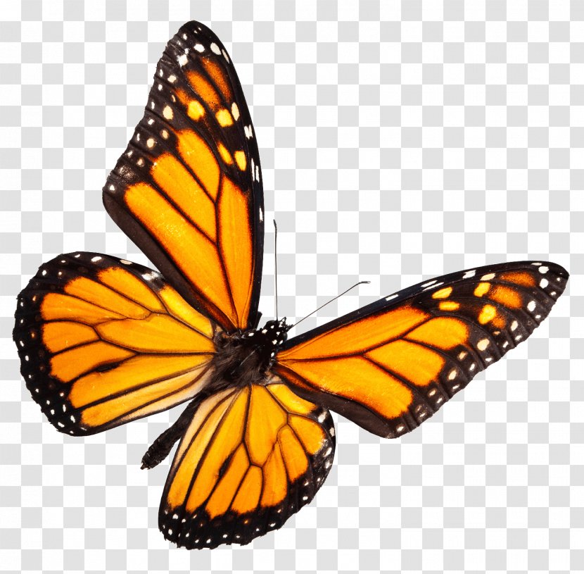 Monarch Butterfly Insect The Place Stock Photography - Overwintering - Caterpillar Transparent PNG