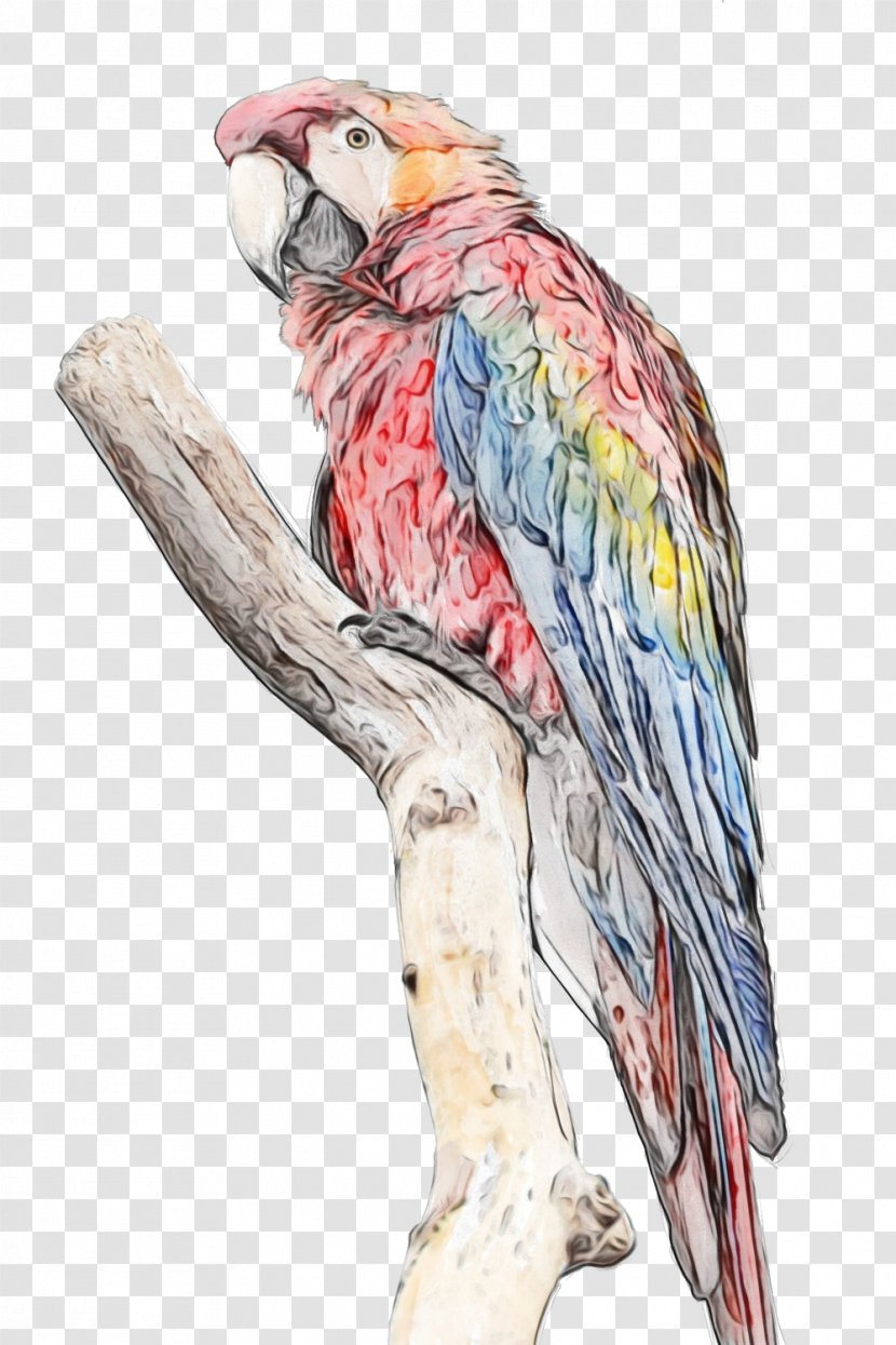 Watercolor Animal - Painting - Budgie Parakeet Transparent PNG