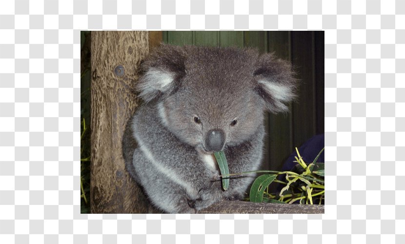 Baby Koala Taronga Zoo Sydney Joeys Hospital Transparent PNG