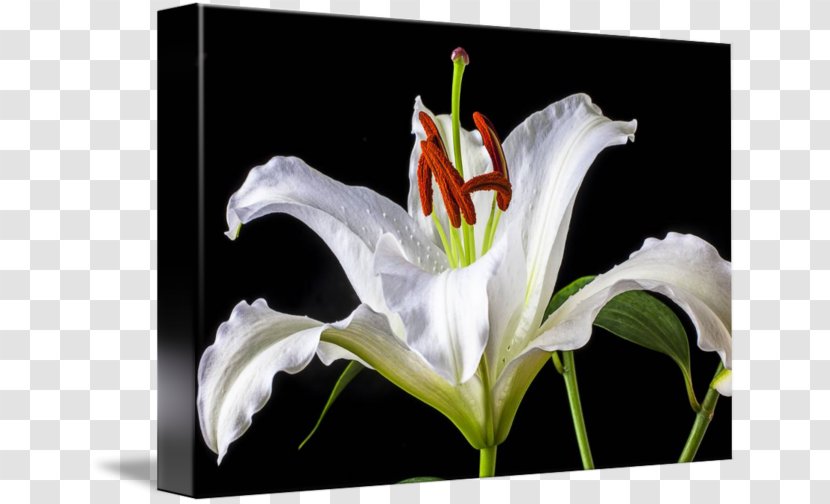 Still Life Painting Canvas Print Tiger Lily Transparent PNG