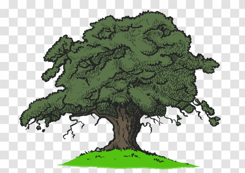 Quercus Kelloggii Drawing Tree - Grass - Tamarind Transparent PNG