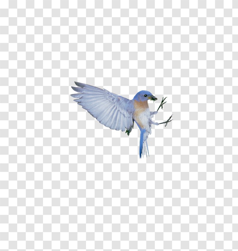 The Blue Bird Syndrome Happiness - White Sparrow Transparent PNG