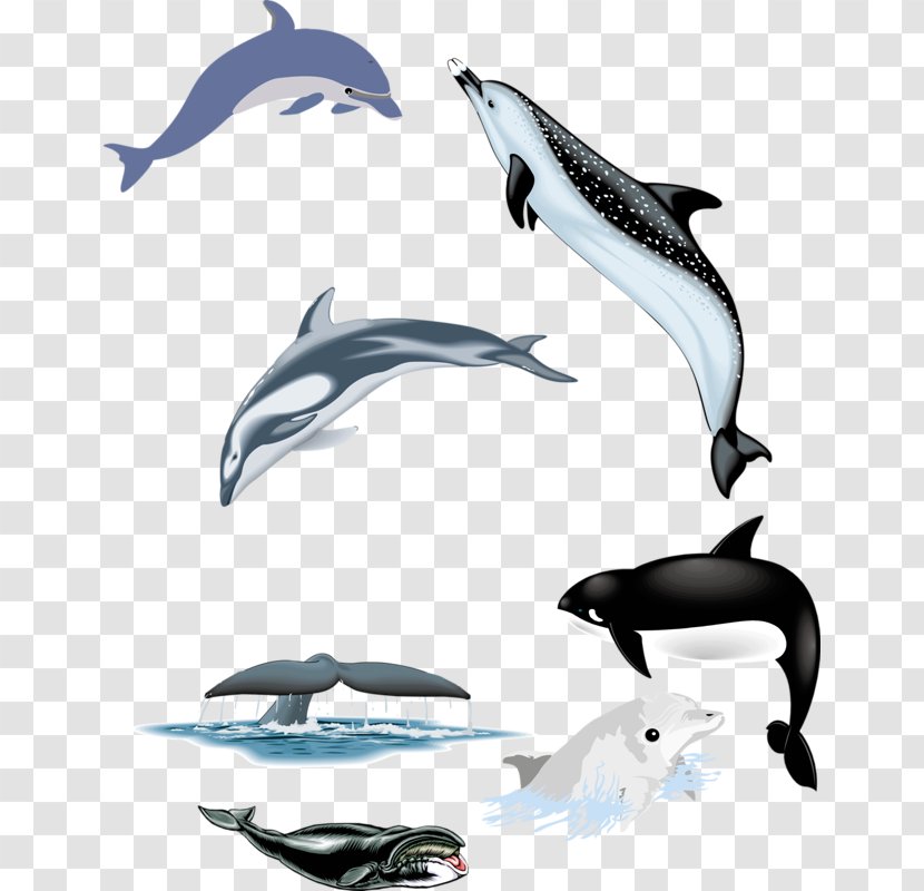 Common Bottlenose Dolphin Tucuxi Short-beaked White-beaked Wholphin - Porpoise - Five Dolphins Transparent PNG