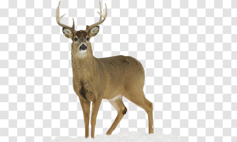 White-tailed Deer Apple Creek Whitetails Mule Hunting - Musk - HERT Transparent PNG