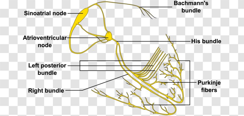 Artificial Cardiac Pacemaker Heart Muscle Cell - Watercolor Transparent PNG