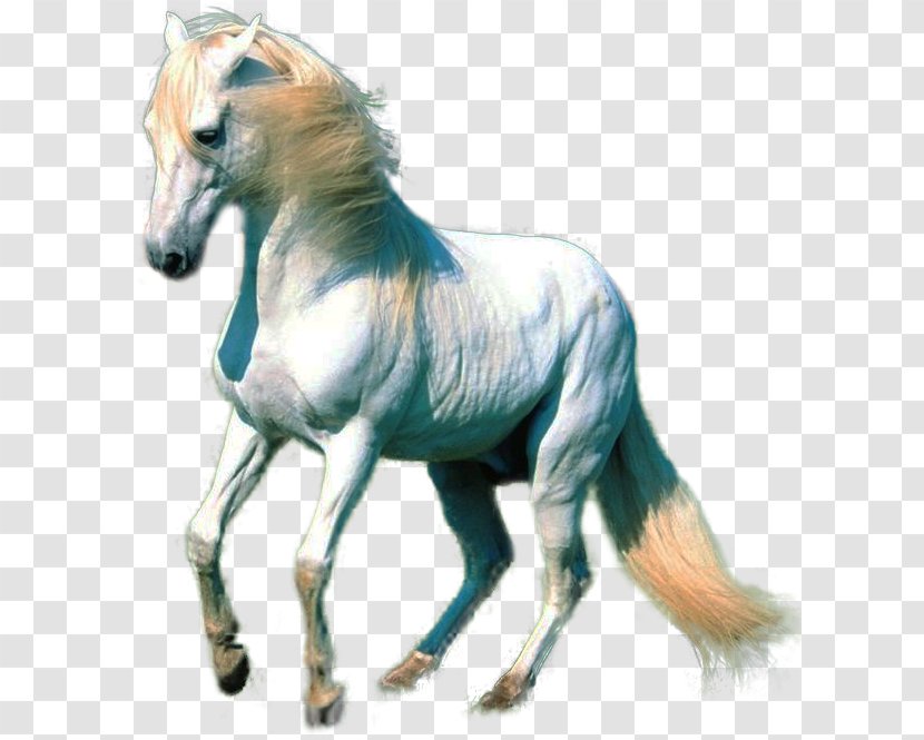 American Paint Horse Akhal-Teke White - Colt - Clipart Collection Transparent PNG