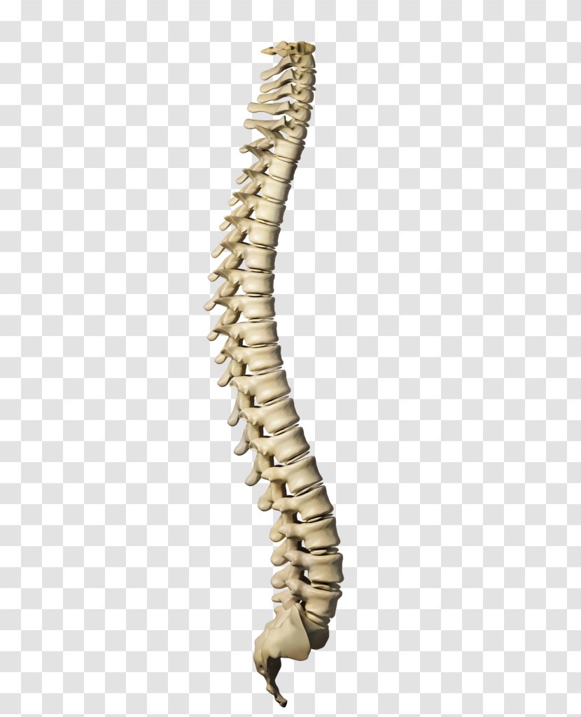 Vertebral Column Human Skeleton Stock Photography Body Illustration Transparent PNG