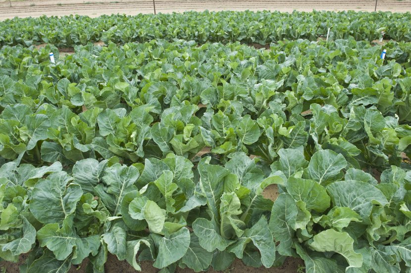 Brassica Leaf Vegetable Crop Plant Agriculture - Groundcover - Cauliflower Transparent PNG