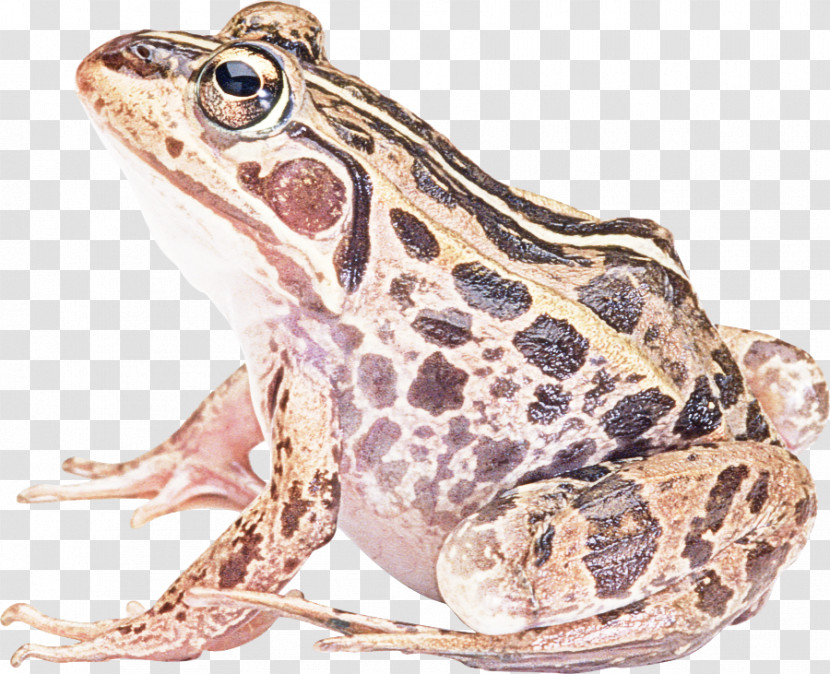 Frog True Frog Toad Bullfrog Northern Leopard Frog Transparent PNG