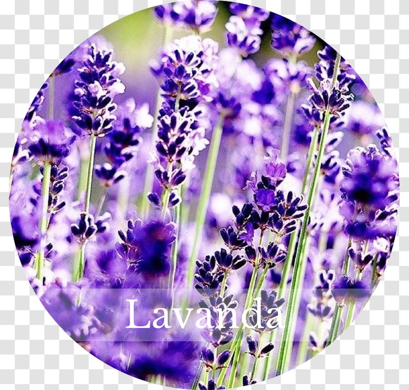 English Lavender French Perennial Plant Flower - Lavanda Transparent PNG