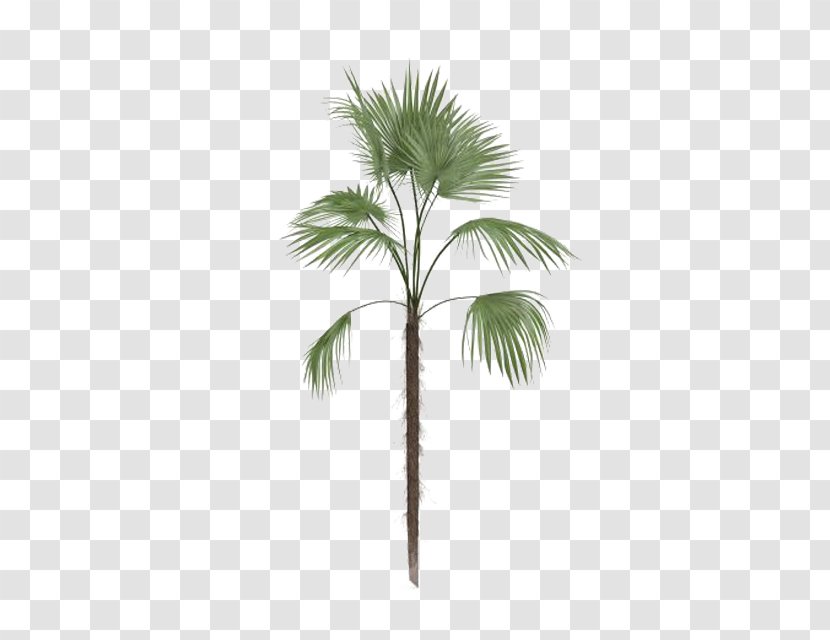 Arecaceae Tree Leaf Euclidean Vector - Resource - Palm Transparent PNG