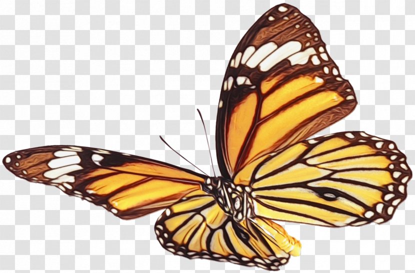 Monarch Butterfly - Wet Ink - Cynthia Subgenus Pollinator Transparent PNG