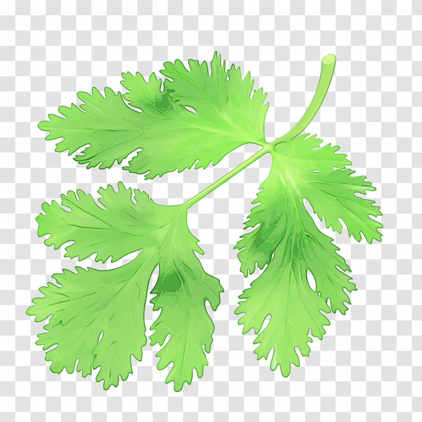 Parsley - Coriander - Family Plane Transparent PNG