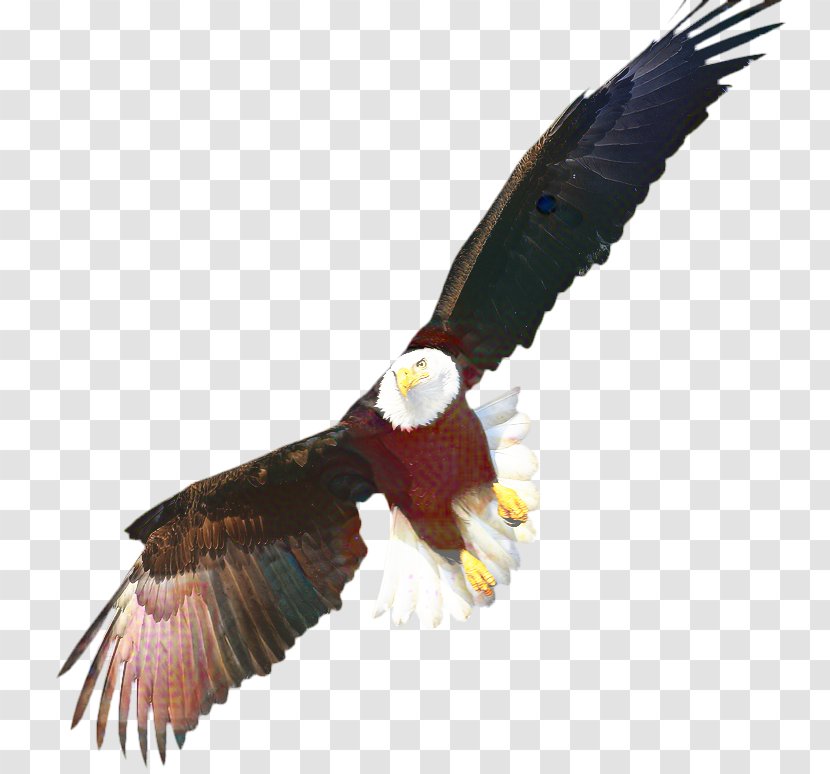 Sea Bird - Buzzard - Redtailed Hawk Transparent PNG