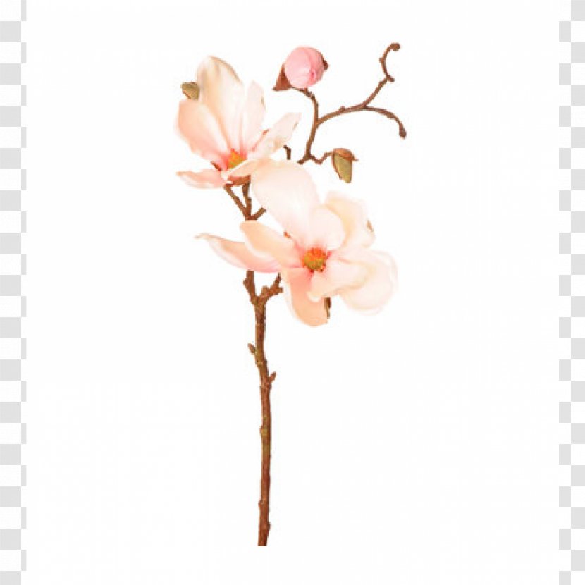 Branch Magnolia Macrophylla Twig Bud Leaf - Tree - Pink Transparent PNG