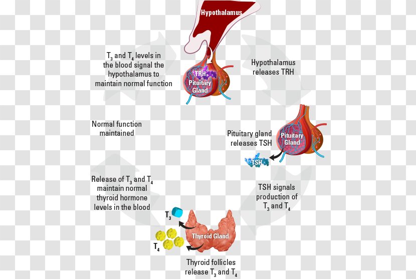 The Thyroid Gland Hormones Metabolism - Parathyroid - Hypothyroidism Transparent PNG