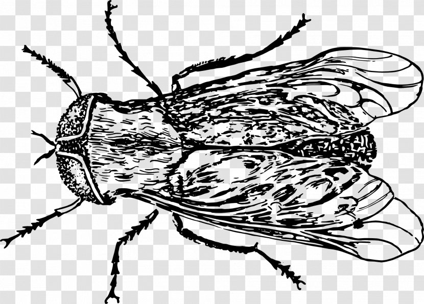 Housefly Bee Insect Grasshopper - Blow Flies - Fly Transparent PNG
