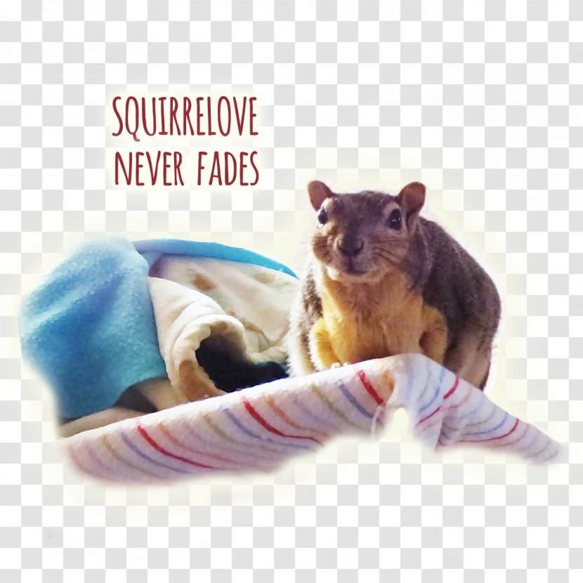 Squirrelove Rodent Nut Pie - Underworld - Squirrel Transparent PNG