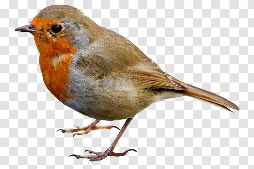 European Robin Bird Desktop Wallpaper Clip Art - Perching - In Small Transparent PNG