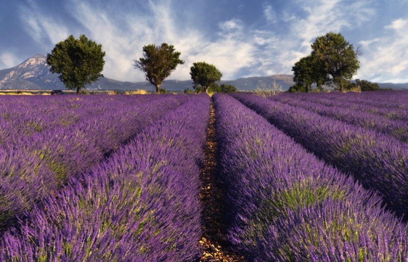 Provence Southern France English Lavender Travel Tourist Destination - Plant Transparent PNG