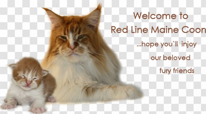 Maine Coon Whiskers Norwegian Forest Cat Domestic Short-haired Kitten - Mammal Transparent PNG
