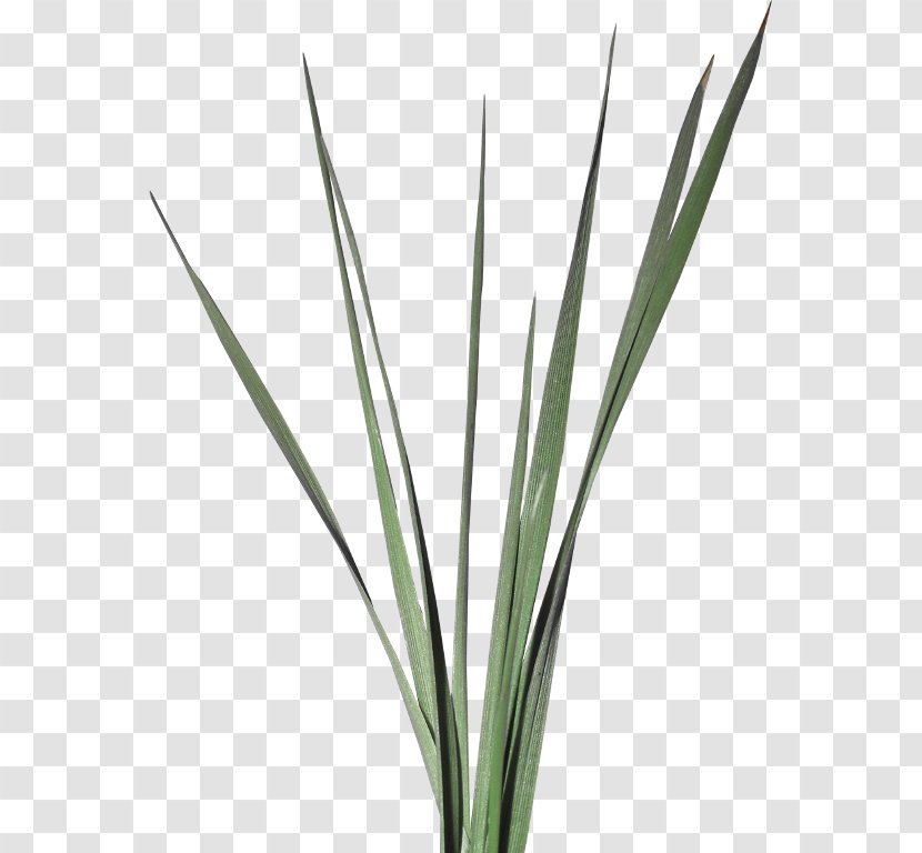 Blog Plant Stem Grass Week - Leaf - Herbe Transparent PNG