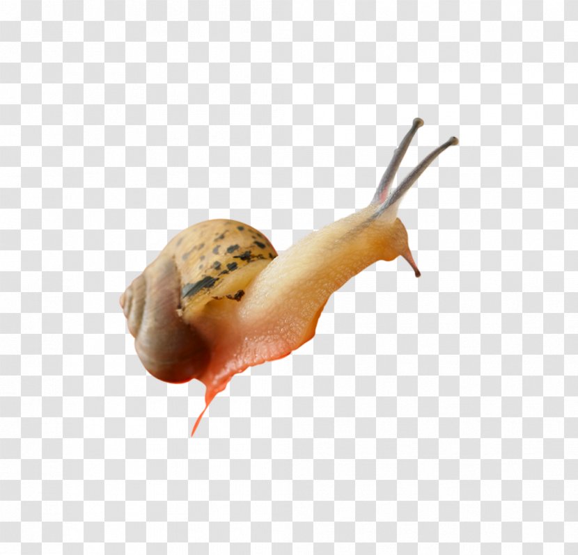 Giant African Snail Slug - Plot - A Transparent PNG