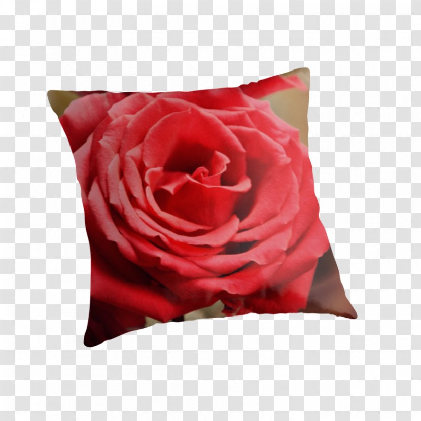 Garden Roses Pillow Cushion Cut Flowers - Rose Order Transparent PNG