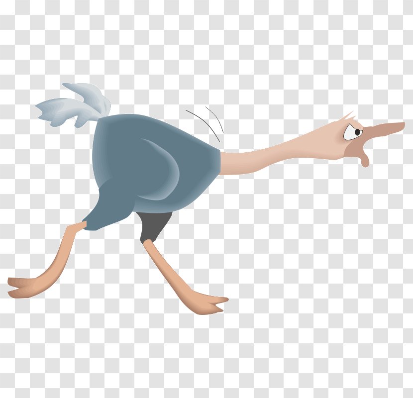 Evolution And Natural Selection By Nature - Water Bird - Ratite Transparent PNG