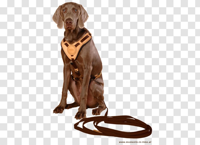 Dog Breed Harness Sporting Group Leash - Active Living Transparent PNG