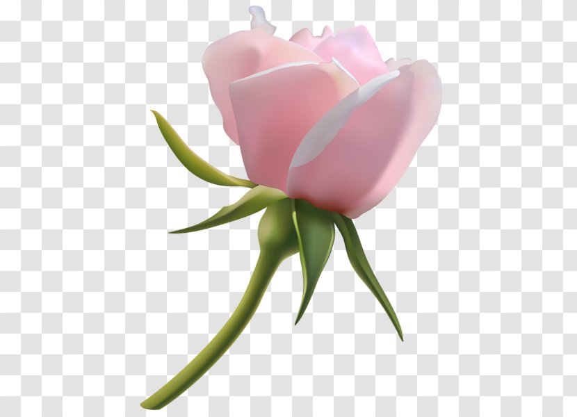 Rose Bud Clip Art - Garden Roses Transparent PNG