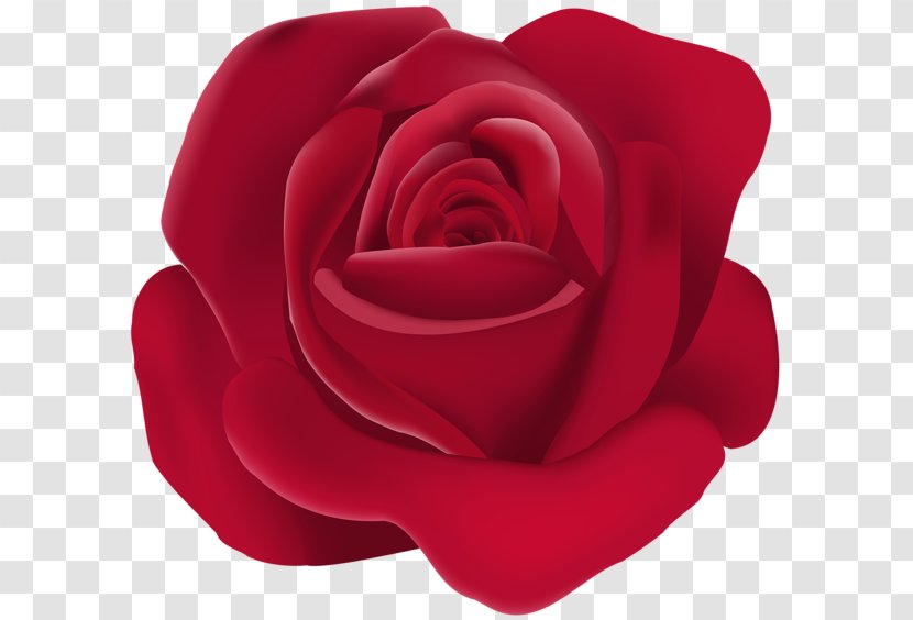 Garden Roses Floribunda Clip Art - China Rose - Certain Transparent PNG