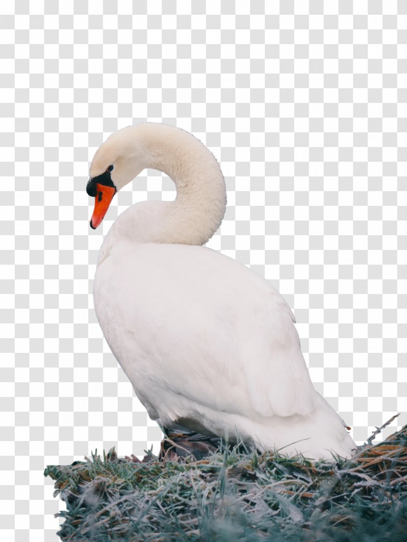 Swans Bird Mobile Phones Desktop Wallpaper Duck - Computer Transparent PNG