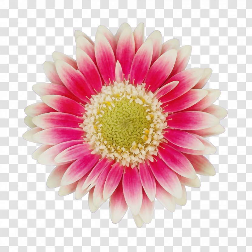Flower Barberton Daisy Gerbera Petal Pink - Family Cut Flowers Transparent PNG