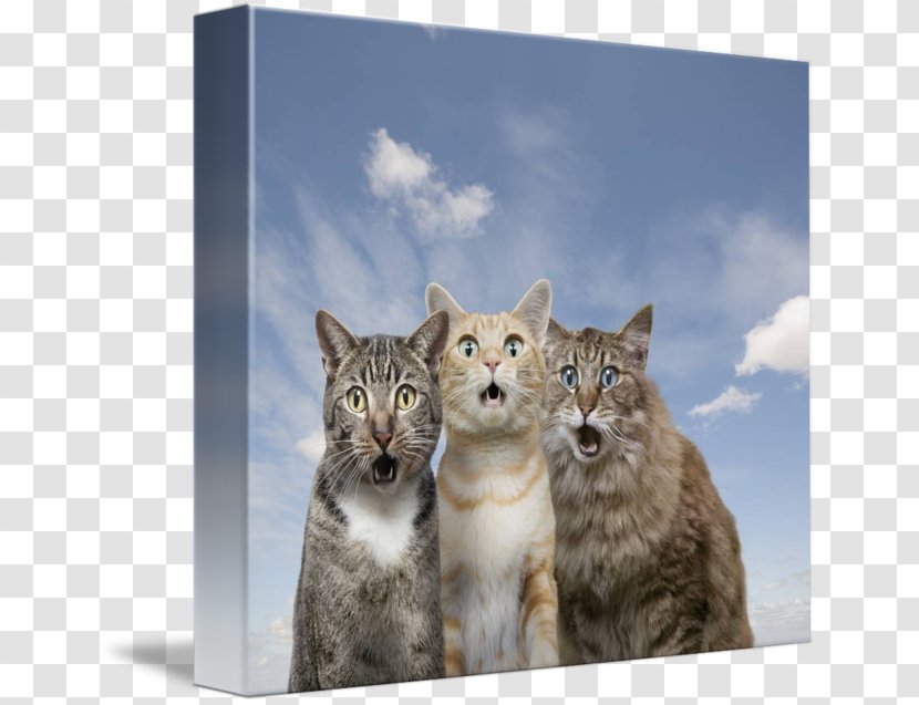 Whiskers Kitten Tabby Cat Wildcat - Wildlife Transparent PNG