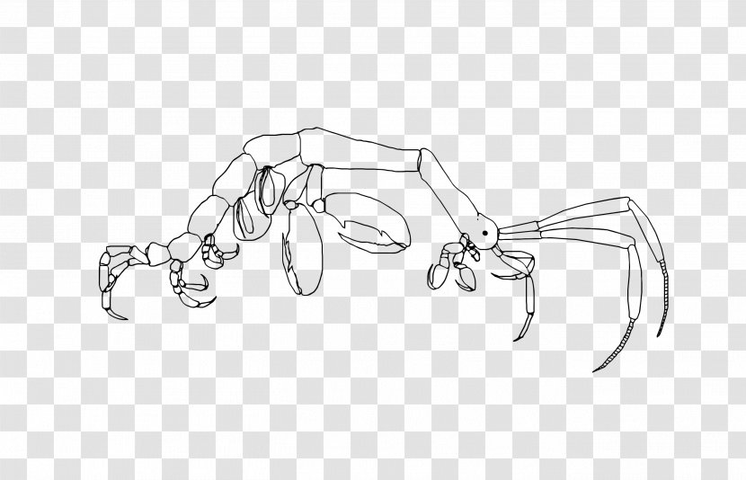 Drawing Monochrome Sketch - Body Jewelry - Shrimps Transparent PNG
