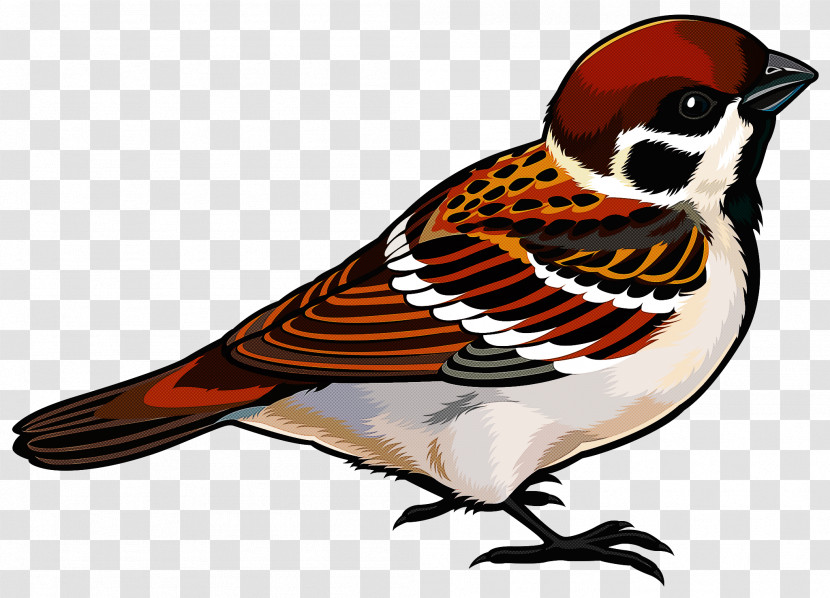 Bird Beak Finch Sparrow Perching Bird Transparent PNG
