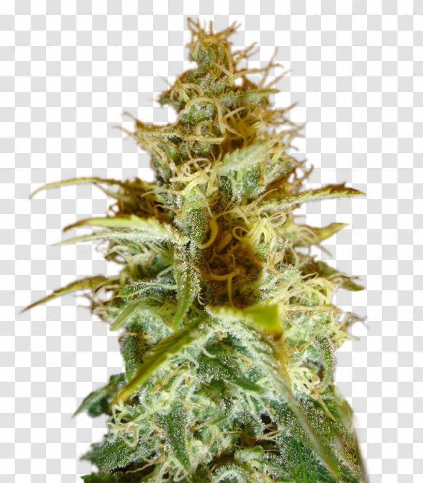 Cannabis Cup White Widow Sativa Seed - Hemp Family Transparent PNG