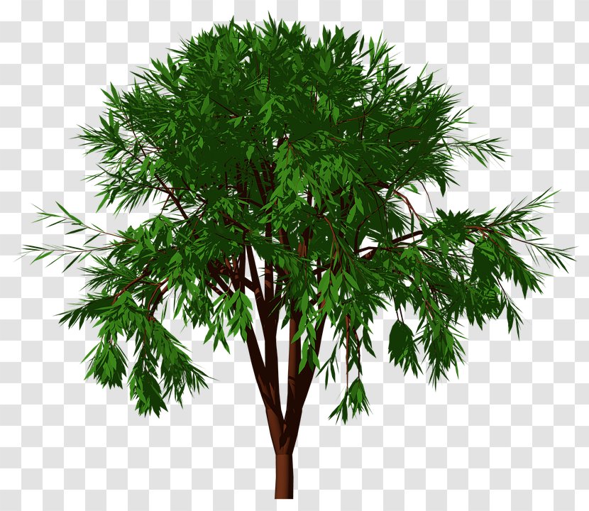 Tree Branch Forest Nature Garden - Plant Transparent PNG