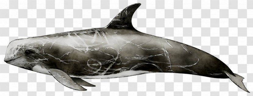 Common Bottlenose Dolphin Tucuxi Rough-toothed Wholphin White-beaked - Marine Biology Transparent PNG