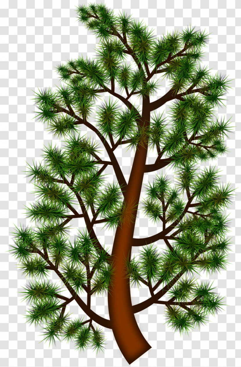 Clip Art: Graphic Borders Image Vector Graphics - American Pitch Pine - Tree Transparent PNG