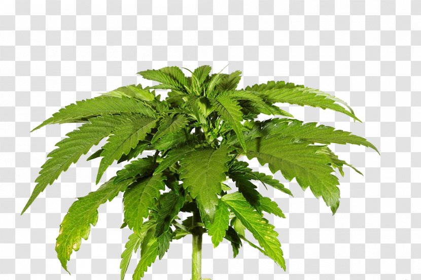 Cannabis Sativa Skunk Photography - Stock - Leaves Transparent PNG