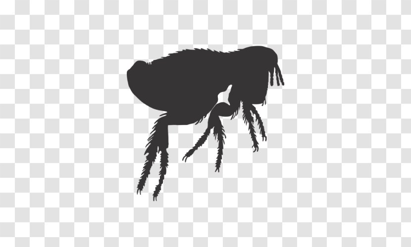 Dog Silhouette - Arachnid Transparent PNG