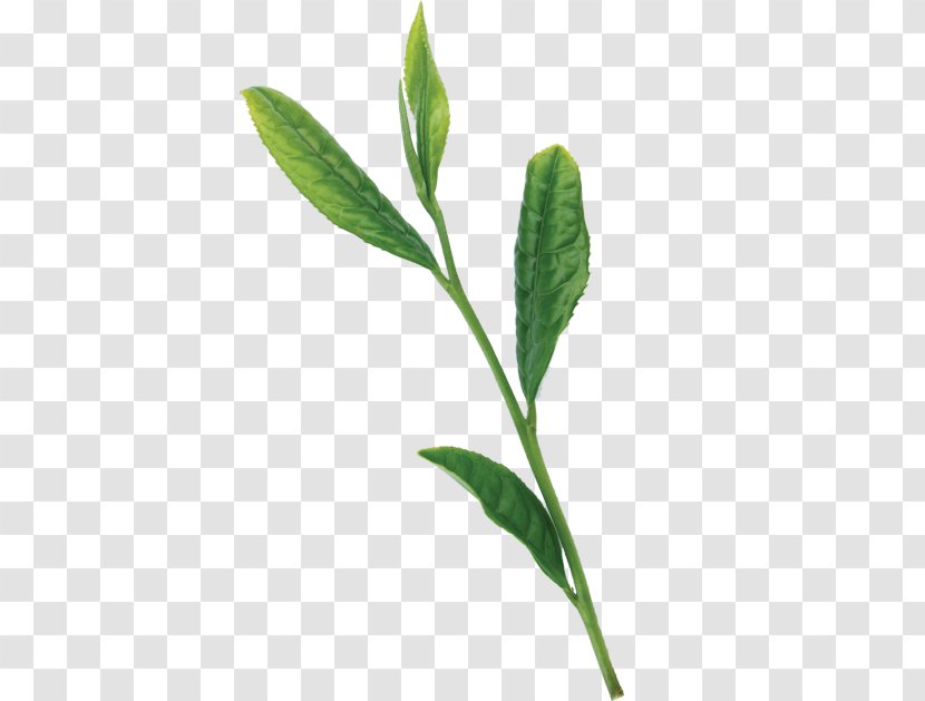 Leaf Plant Stem Herb Transparent PNG